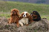 CAVALIER KING CHARLES 771